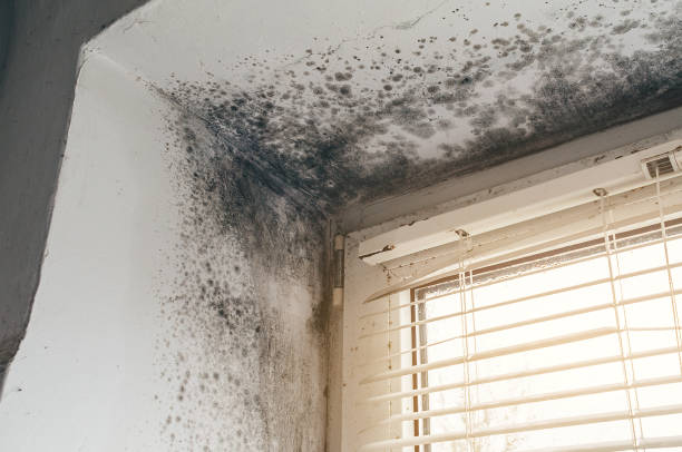Affordable Black Mold Remediation solutions in Mount Airy, NC