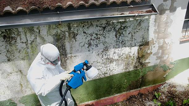 Top rated local Black Mold Remediation specialists in Mount Airy, NC